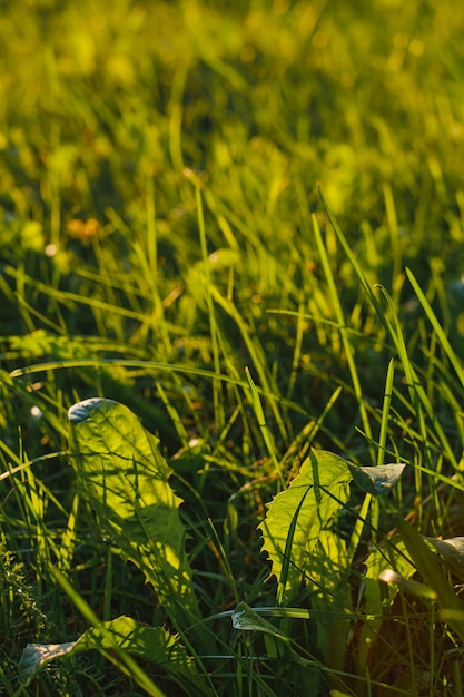 Bezpłatne zdjęcie liście mniszka lekarskiego z bliska, selektywne focus. łąka w promieniach zachodzącego słońca, naturalne naturalne tło. pojęcie wolności i lekkości.