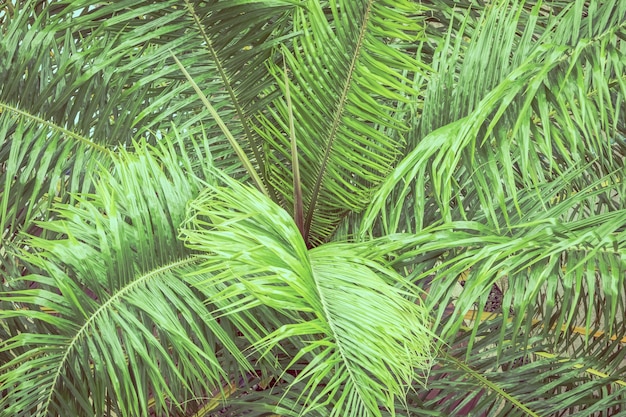 liście palmowe