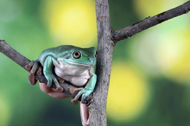 Litoria caerulea rzekotka drzewna na liściach przysadzista żaba na gałęzi