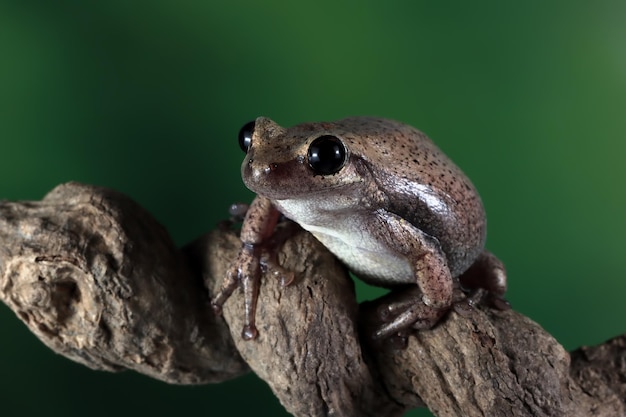 Bezpłatne zdjęcie litoria różyczka rzekotka drzewna na gałęzi z naturalnym tłem