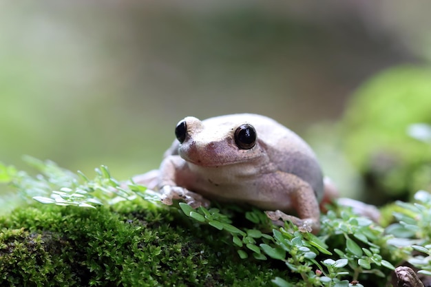 Bezpłatne zdjęcie litoria różyczka rzekotka drzewna na mchu