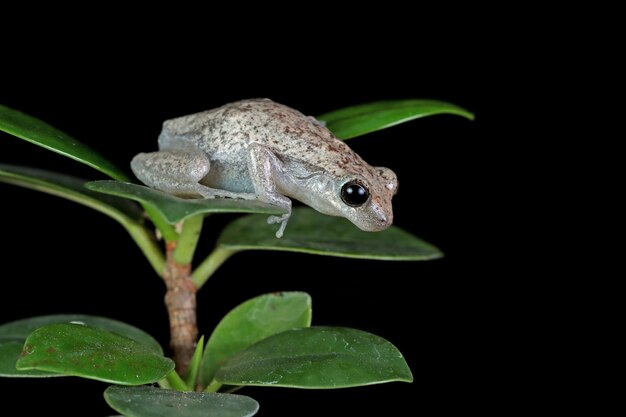 Litoria różyczka rzekotka drzewna na zielonych liściach z czarną ścianą