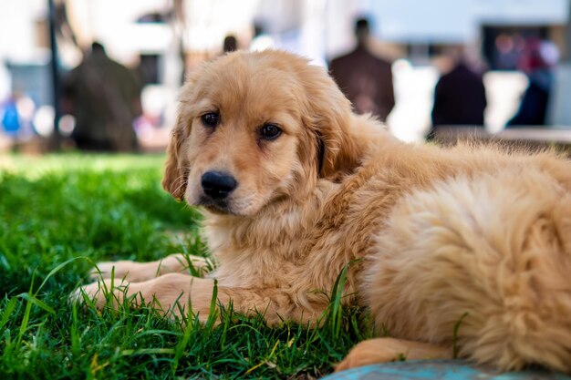 Lokalny szczeniak labrador w kolorze beżowym odpoczywa na trawie i patrzy w kamerę smutnymi, opadającymi oczami