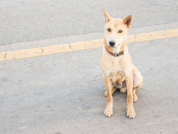 Lokalny Tajlandzki pies w wiejskiej ulicie