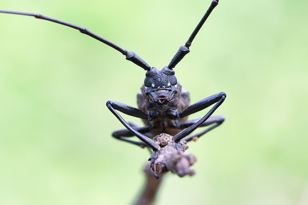 Bezpłatne zdjęcie longhorn chrząszcz zbliżenie twarz na gałęzi zbliżenie twarz owad