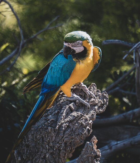 Loros posando en espectaculo de aves