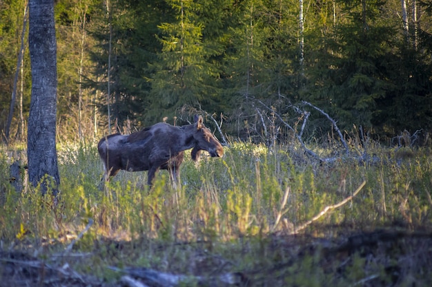 Łoś Alces chodzenie po polu trawy