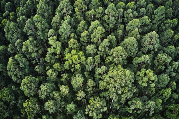 Lotnicze ujęcie z lotu ptaka gęstego lasu z pięknymi drzewami i zielenią