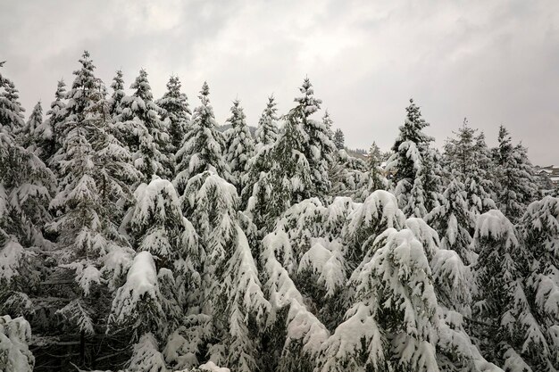 Lotniczy mglisty krajobraz z wiecznie zielonymi sosnami pokrytymi świeżym opadłym śniegiem podczas obfitych opadów śniegu w zimowym lesie górskim w zimny, cichy dzień