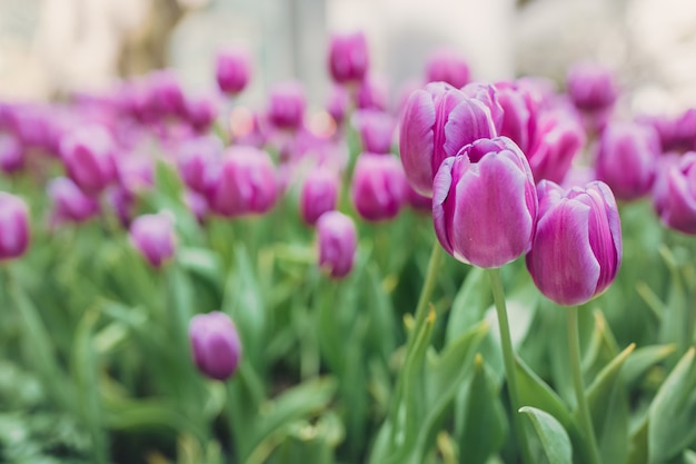 Łóżko z różowych tulipanów