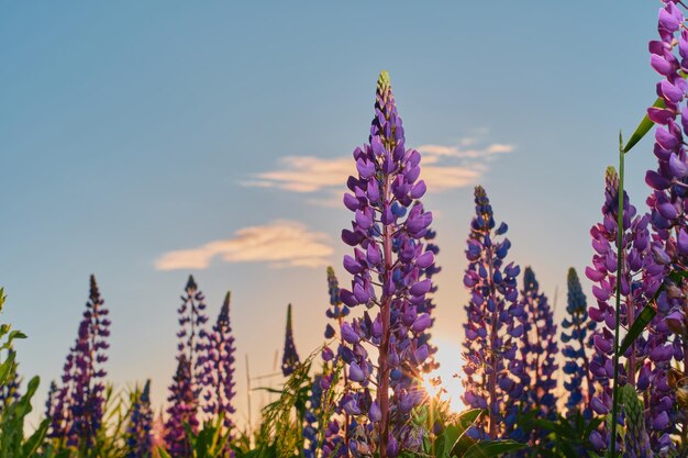 Łubin letni na łące na tle błękitnego nieba w promieniach słońca fioletowe dzikie kwiaty Lato kwiatowy tło