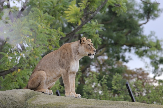Lwica siedzi na kamieniu