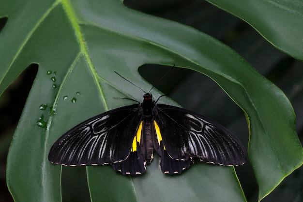 Bezpłatne zdjęcie majestatyczny czarny motyl na liściu