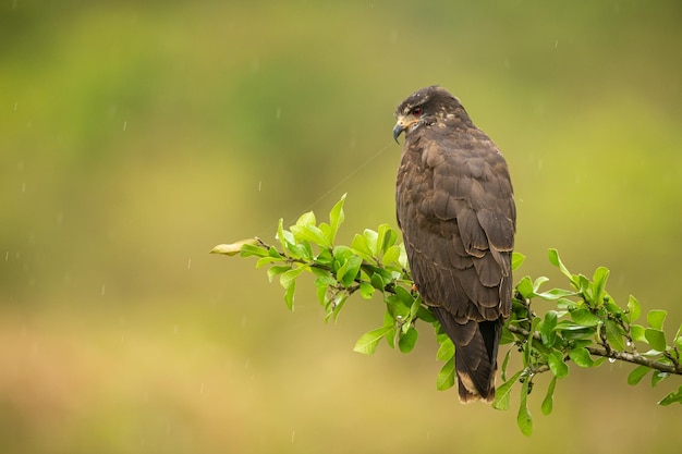 Majestatyczny i kolorowy ptak w naturalnym środowisku Ptaki z północnego Pantanal dzikie brazylijskie dzika brazylijska przyroda pełna zielonej dżungli południowoamerykańska przyroda i dzikość