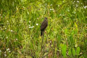 Bezpłatne zdjęcie majestatyczny i kolorowy ptak w naturalnym środowisku ptaki z północnego pantanal dzikie brazylijskie dzika brazylijska przyroda pełna zielonej dżungli południowoamerykańska przyroda i dzikość