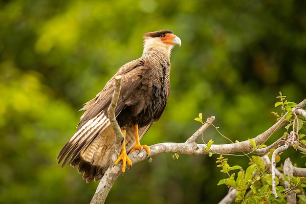 Majestatyczny i kolorowy ptak w naturalnym środowisku Ptaki z północnego Pantanal dzikie brazylijskie dzika brazylijska przyroda pełna zielonej dżungli południowoamerykańska przyroda i dzikość