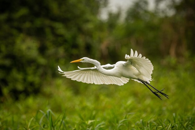 Majestatyczny i kolorowy ptak w naturalnym środowisku Ptaki z północnego Pantanal dzikie brazylijskie dzika brazylijska przyroda pełna zielonej dżungli południowoamerykańska przyroda i dzikość