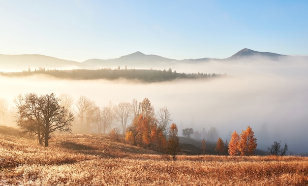 Majestatyczny krajobraz z jesiennymi drzewami w mglistym lesie. Karpacki, Ukraina, Europa. Świat piękna.