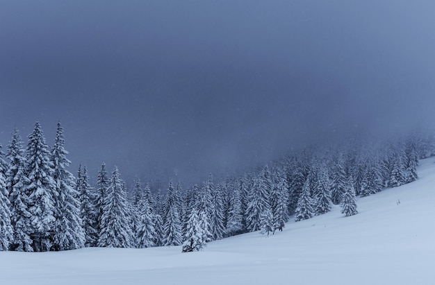 Majestatyczny zimowy krajobraz, las sosnowy z drzewami pokrytymi śniegiem. Dramatyczna scena z niskimi czarnymi chmurami, cisza przed burzą