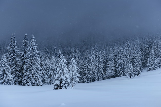 Majestatyczny zimowy krajobraz, las sosnowy z drzewami pokrytymi śniegiem. Dramatyczna scena z niskimi czarnymi chmurami, cisza przed burzą