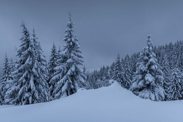 Majestatyczny zimowy krajobraz, las sosnowy z drzewami pokrytymi śniegiem. Dramatyczna scena z niskimi czarnymi chmurami, cisza przed burzą