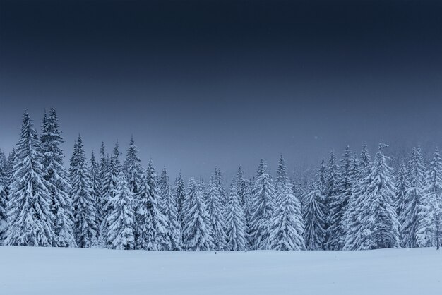 Majestatyczny zimowy krajobraz, las sosnowy z drzewami pokrytymi śniegiem.
