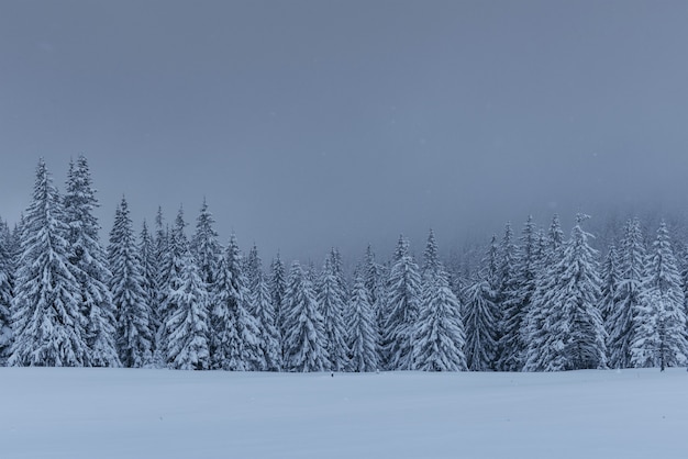 Majestatyczny zimowy krajobraz, las sosnowy z drzewami pokrytymi śniegiem.
