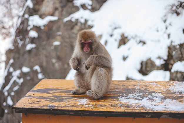 Makak małpa siedzi na drewnianej powierzchni