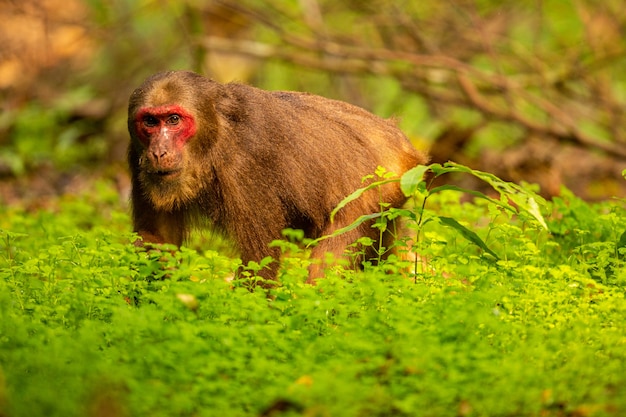 Makak stumptailed z czerwoną twarzą w zielonej dżunglidzika małpa w pięknym indyjskim rezerwacie dzikiej przyrody junglegibbon w indiach