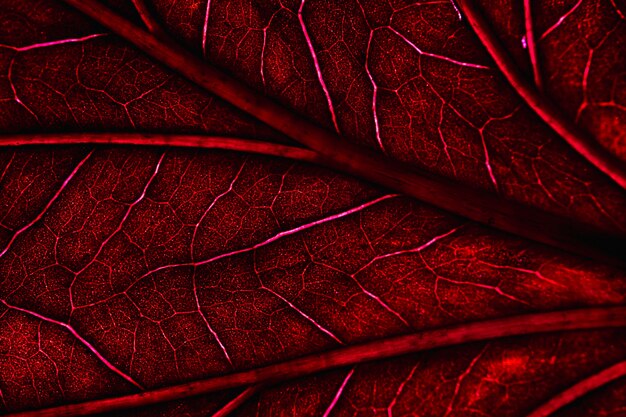 Makro czerwony liść