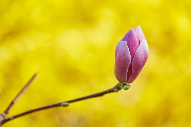 Bezpłatne zdjęcie makro fioletowej magnolii