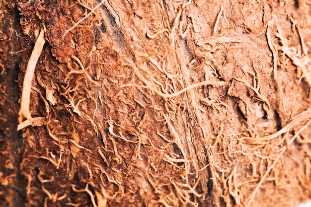 Makro- kiwi tekstura