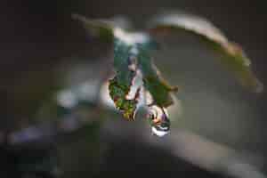 Bezpłatne zdjęcie makro kropli wody zawieszonej w dzikich roślinach. fotografia makro.