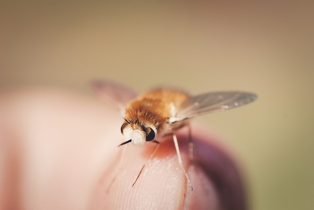 Bezpłatne zdjęcie makro małej muchy