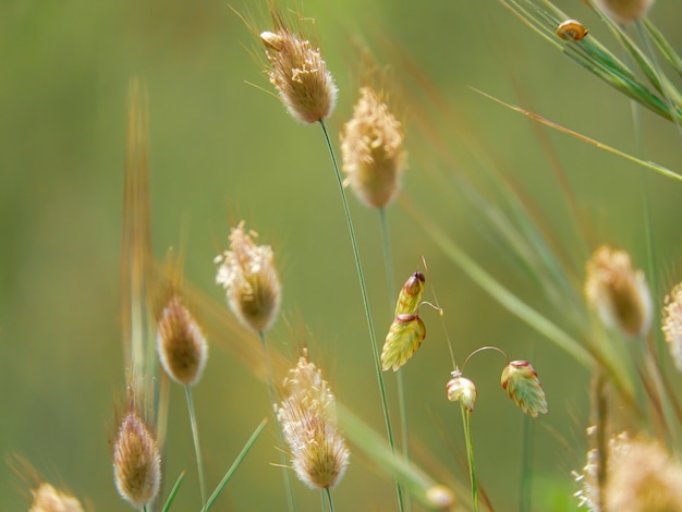 Makro selektywne fokus strzał uprawy roślin na zielono