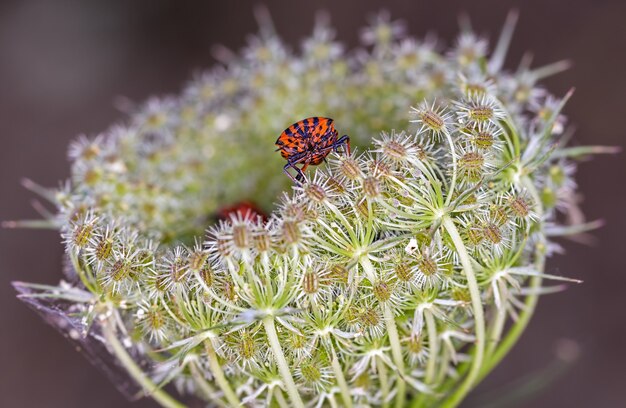 Makro strza? Z Graphosoma lineatum na kwiatek