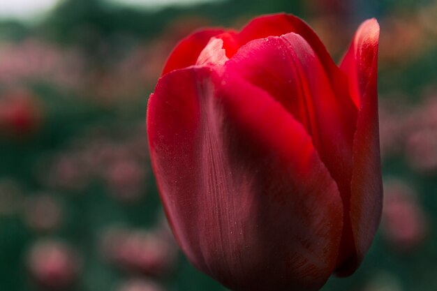 Makro- strzał pojedynczy czerwony tulipanowy kwiat