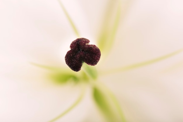 Bezpłatne zdjęcie makro- strzał pollen