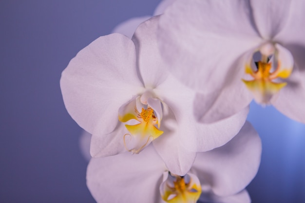 Bezpłatne zdjęcie makro wspaniałych białych kwiatów orchidei