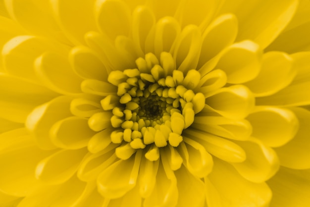 Makro z żółtym kwiatem