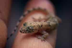 Bezpłatne zdjęcie makro zbliżenie malutkiego brązowego gekona siedzącego na palcu człowieka