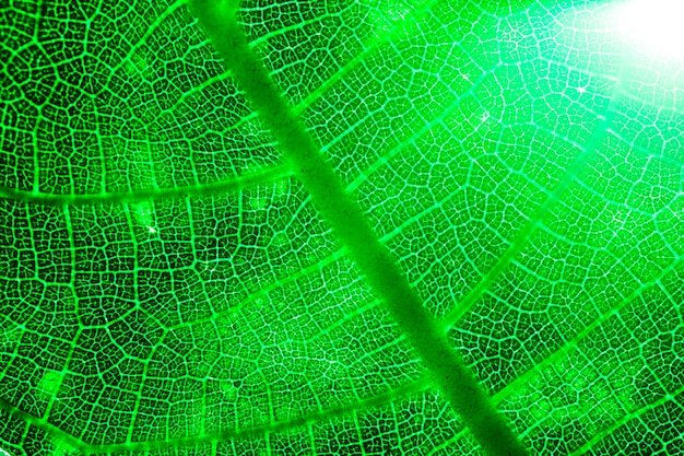 Bezpłatne zdjęcie makro zielony liść