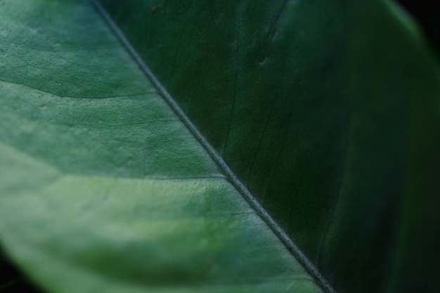 Makro- zielony tropikalny liść