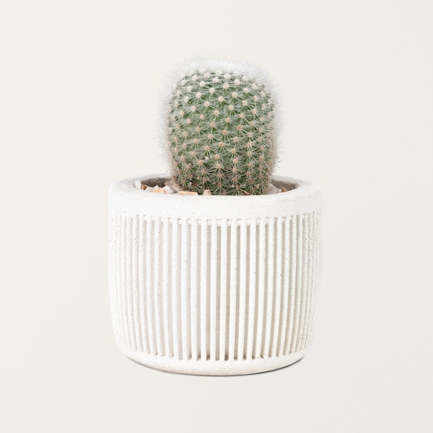 Mała roślina kaktusowa w białej doniczce