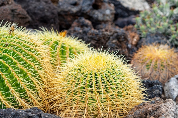 Małe kaktusy rosnące przez skały