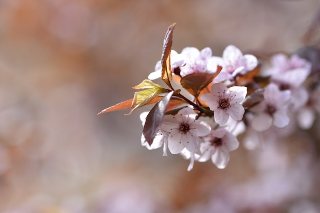 Bezpłatne zdjęcie małe kwiaty z liści