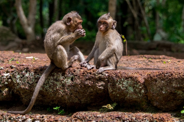 Małe małpy makaki dzielą się jedzeniem w Kambodży