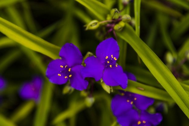 Małe niebieskie kwiaty w ogrodzie