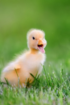 Małe żółte kaczątko na zielonej trawie