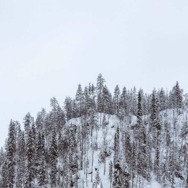 Malowniczy las sosnowy pokryty śniegiem w Parku Narodowym Oulanka w Finlandii